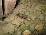 Crabs Inland