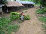 transporting elephant food